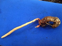 Ophiocordyceps melolonthae
