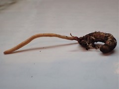 Ophiocordyceps melolonthae