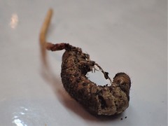 Ophiocordyceps melolonthae
