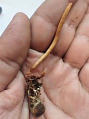 Ophiocordyceps melolonthae