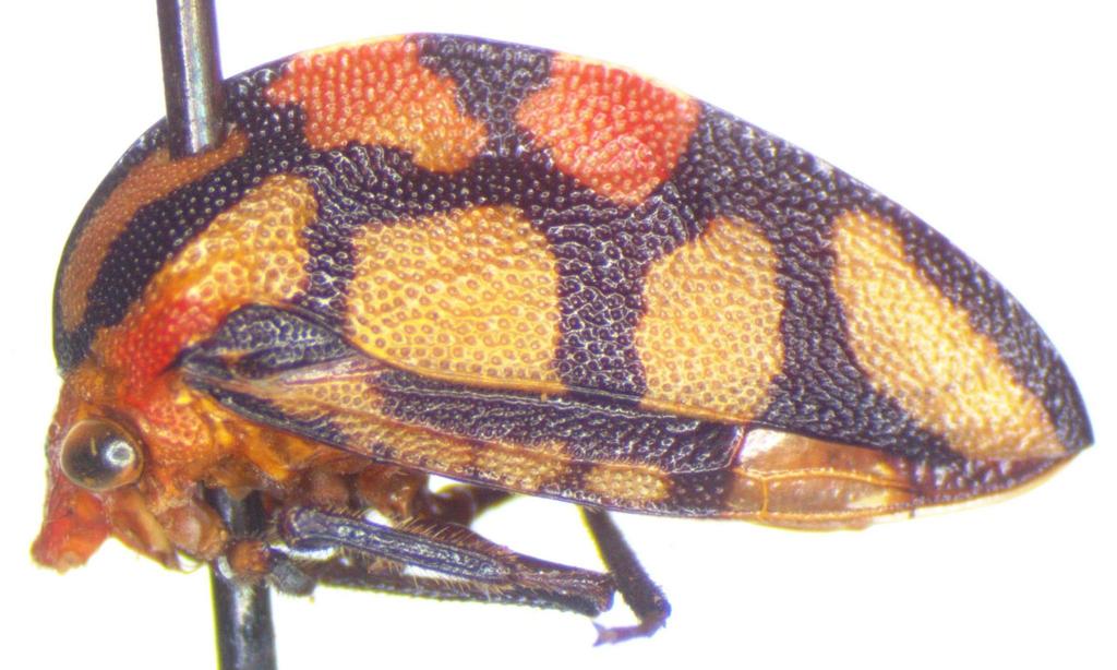 Adippe zebrina