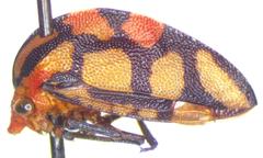 Adippe zebrina