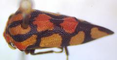 Adippe zebrina