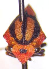 Adippe zebrina