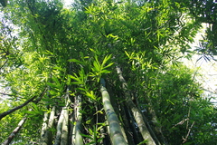 Bambusa oldhamii
