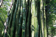 Bambusa oldhamii