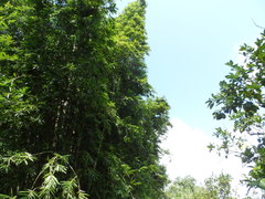 Bambusa oldhamii