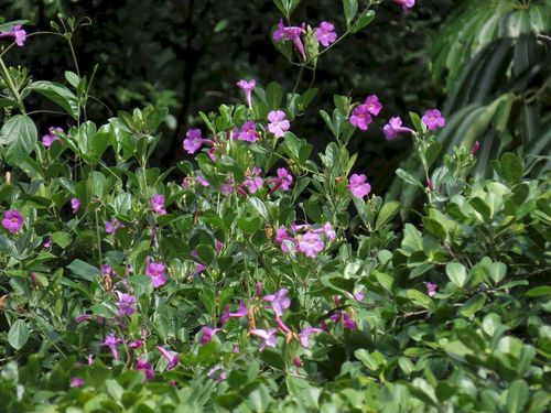 Image of Bignonia magnifica by (c) coenobita, some rights reserved (CC BY)