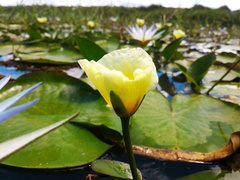 Hydrocleys nymphoides