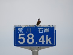 Emberiza cioides