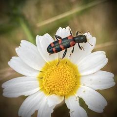 Trichodes leucopsideus