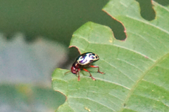 Zygogramma violaceomaculata