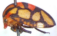 Adippe zebrina