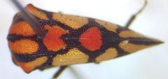 Adippe zebrina
