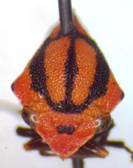Adippe zebrina
