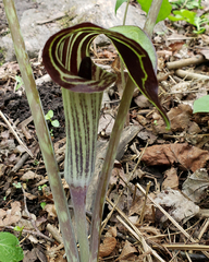 Arisaema triphyllum