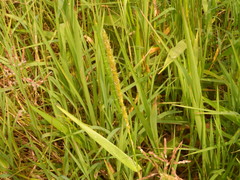 Hymenachne amplexicaulis