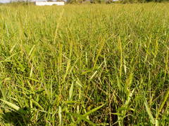 Hymenachne amplexicaulis