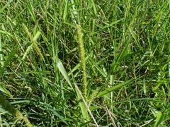 Hymenachne amplexicaulis