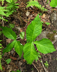 Arisaema triphyllum