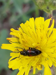 Divales bipustulatus