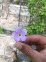 Oxalis violacea