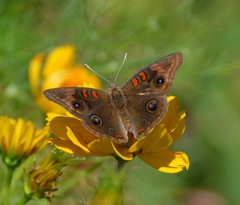 Junonia stemosa