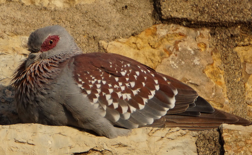 Speckled Pigeon