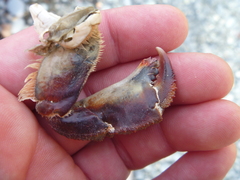 Metacarcinus novaezelandiae