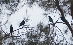 Lamprotornis chalybaeus