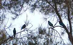Lamprotornis chalybaeus