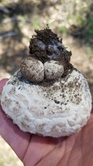 Calbovista subsculpta