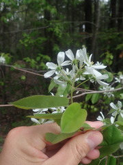 Amelanchier × intermedia