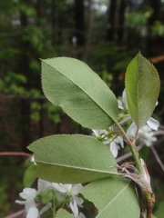 Amelanchier × intermedia