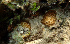 Anomastraea irregularis