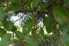 Coccoloba barbadensis