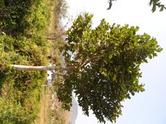 Coccoloba barbadensis