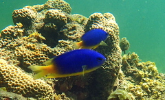 Pomacentrus caeruleus