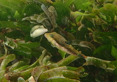 Canthigaster bennetti