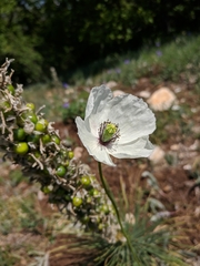 Papaver albiflorum