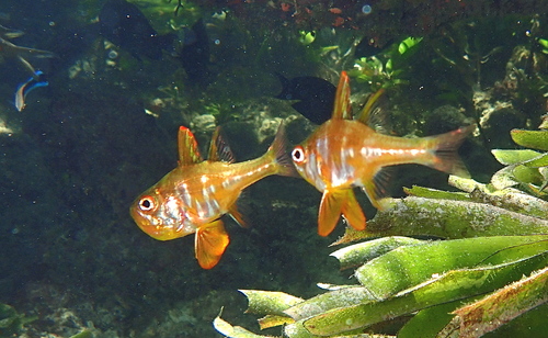 Blackfoot cardinalfish (Ostorhinchus nigripes) — Apogonidae