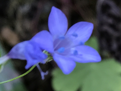 Gilia achilleifolia