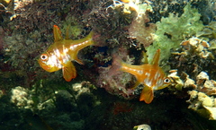 Ostorhinchus nigripes