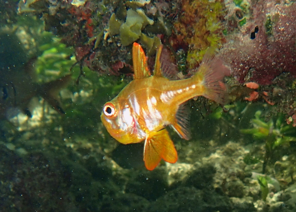 Blackfoot cardinalfish (Ostorhinchus nigripes) — Apogonidae