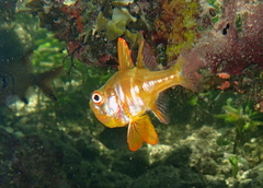 Ostorhinchus nigripes