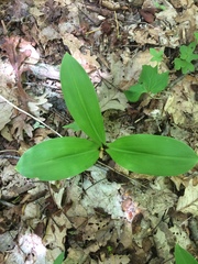 Clintonia