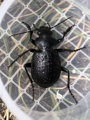 Calosoma tepidum