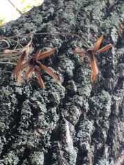 Tillandsia recurvata image