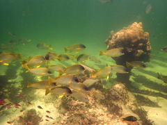 Plectorhinchus gaterinus