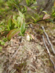 Vaccinium angustifolium image